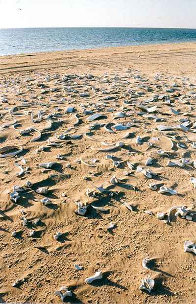 Figure 4 (Click to View): One of a large number of middens on Abu'l-Abyadh. This example displays evidence for dugong and green turtle.