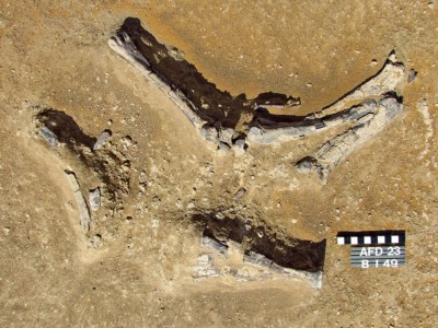 Figure 4. Antelope limb remains recorded at Affad-23 near a cluster of postholes.