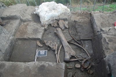 Figure 4. Excavation area A: panoramic view of the elephant bones. The plaster-jacket in the background covers the cranium. Scale: 50cm; excavation units: 1×1m. 